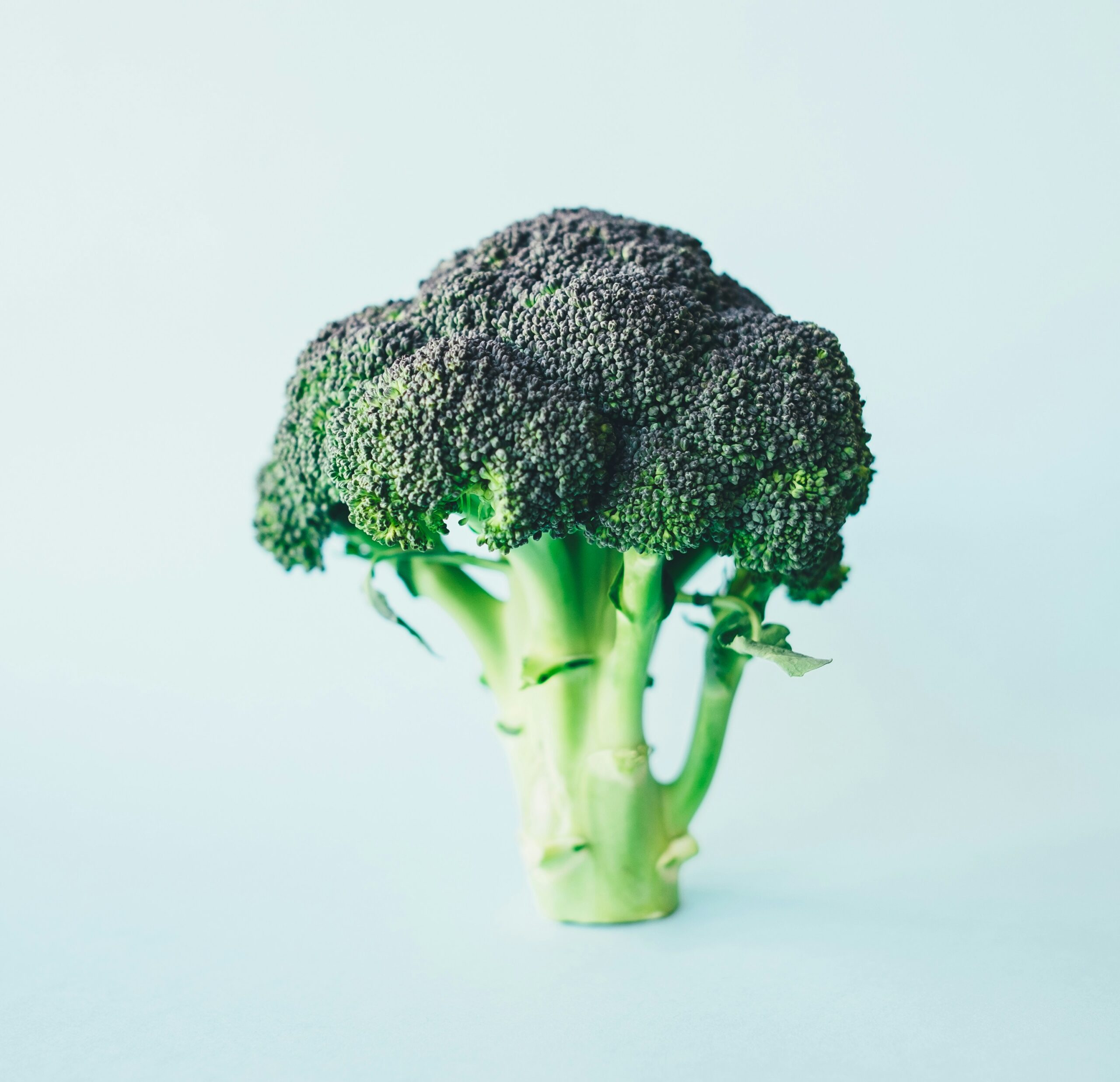 Portrait of broccoli on a blank background